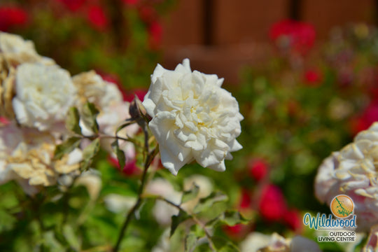 White Drift - Star Roses and Plants
