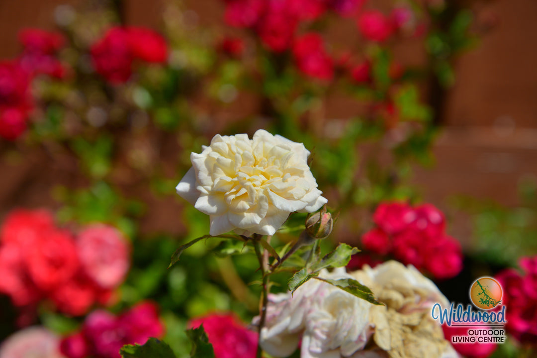 White Drift - Star Roses and Plants