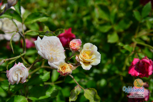 White Drift - Star Roses and Plants