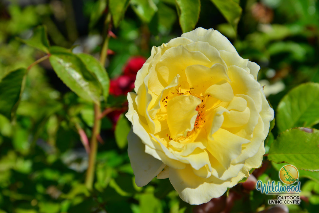 White Licorice - Weeks Rose