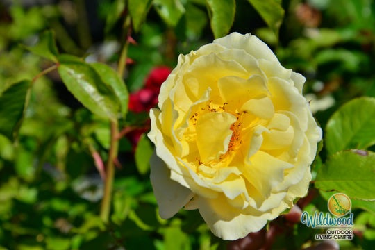 White Licorice - Weeks Rose