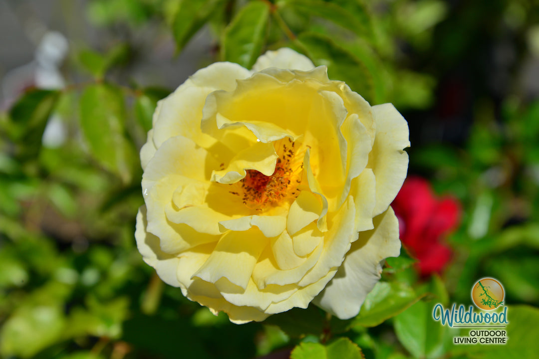 White Licorice - Weeks Rose