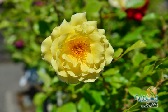 White Licorice - Weeks Rose