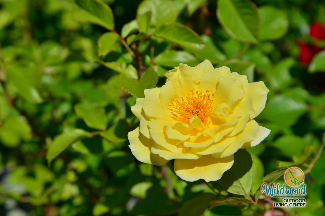 White Licorice - Weeks Rose
