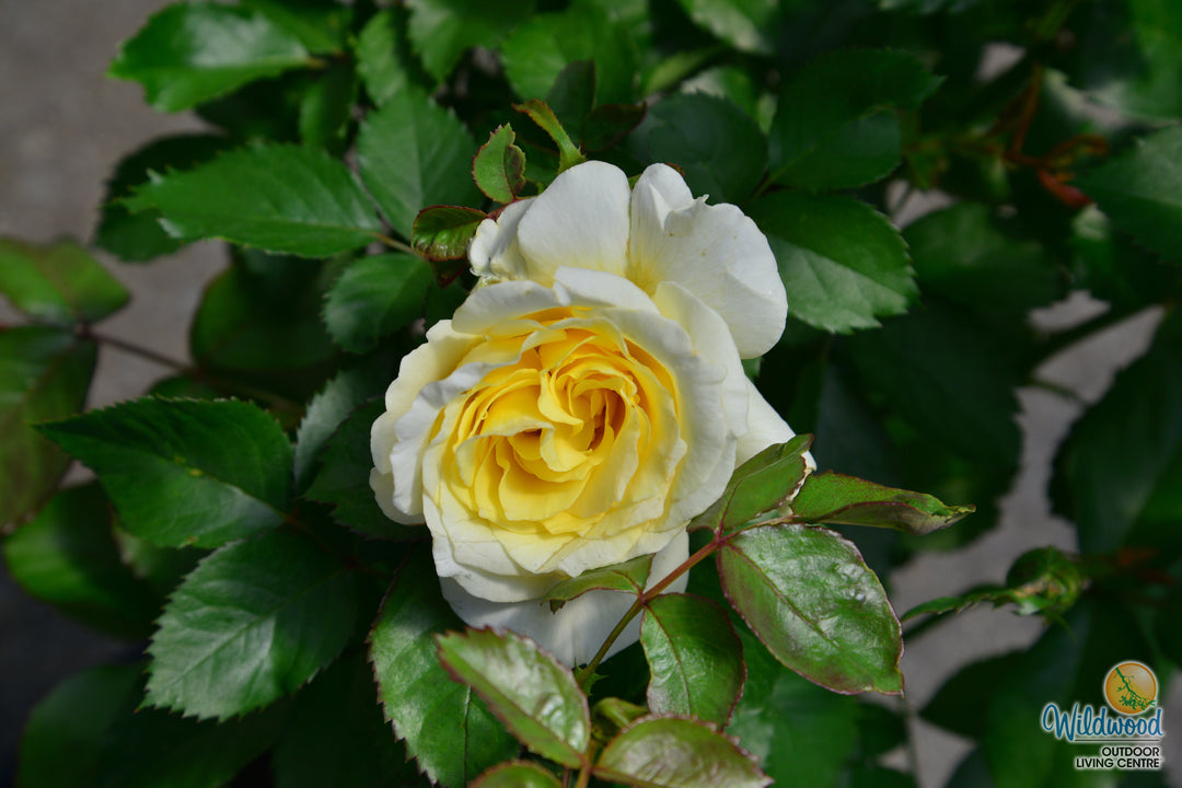 White Licorice - Weeks Rose