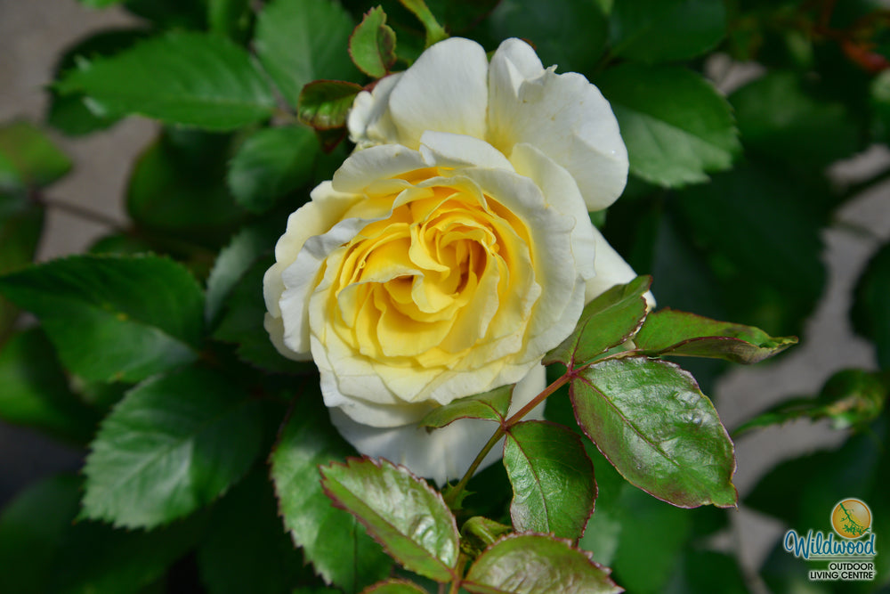 White Licorice - Weeks Rose