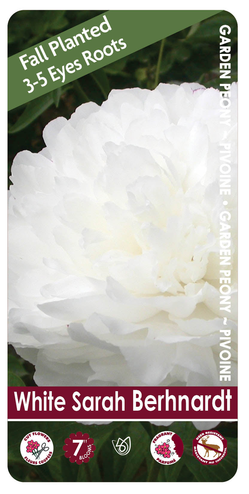 Peony - White Sarah Bernhardt | Fall Planting Roots
