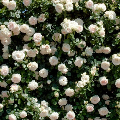 White Meidiland - Star Roses and Plants