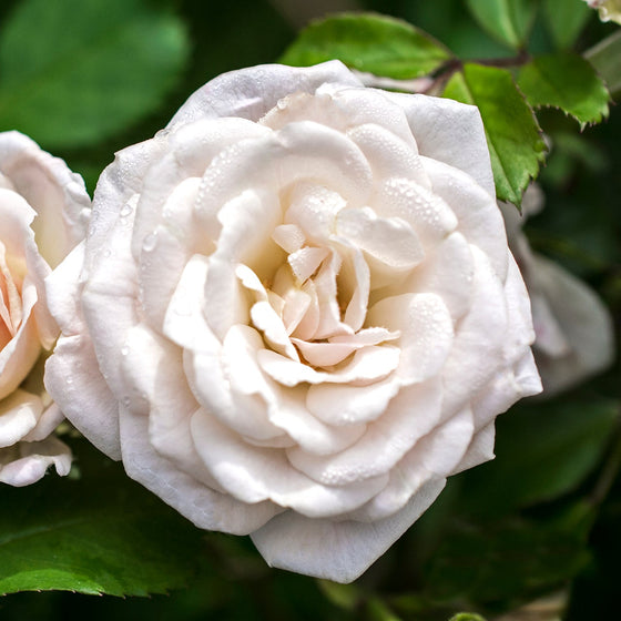 White Drift - Star Roses and Plants