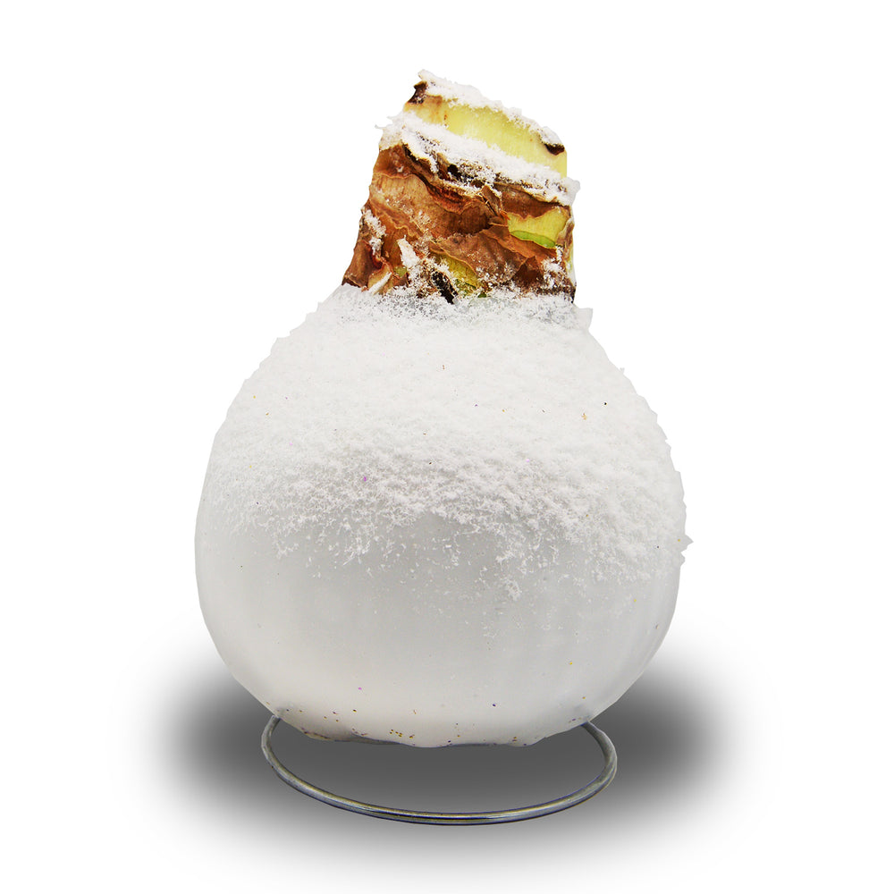 Amaryllis - Waxed Frozen Glitter - Red Bloom