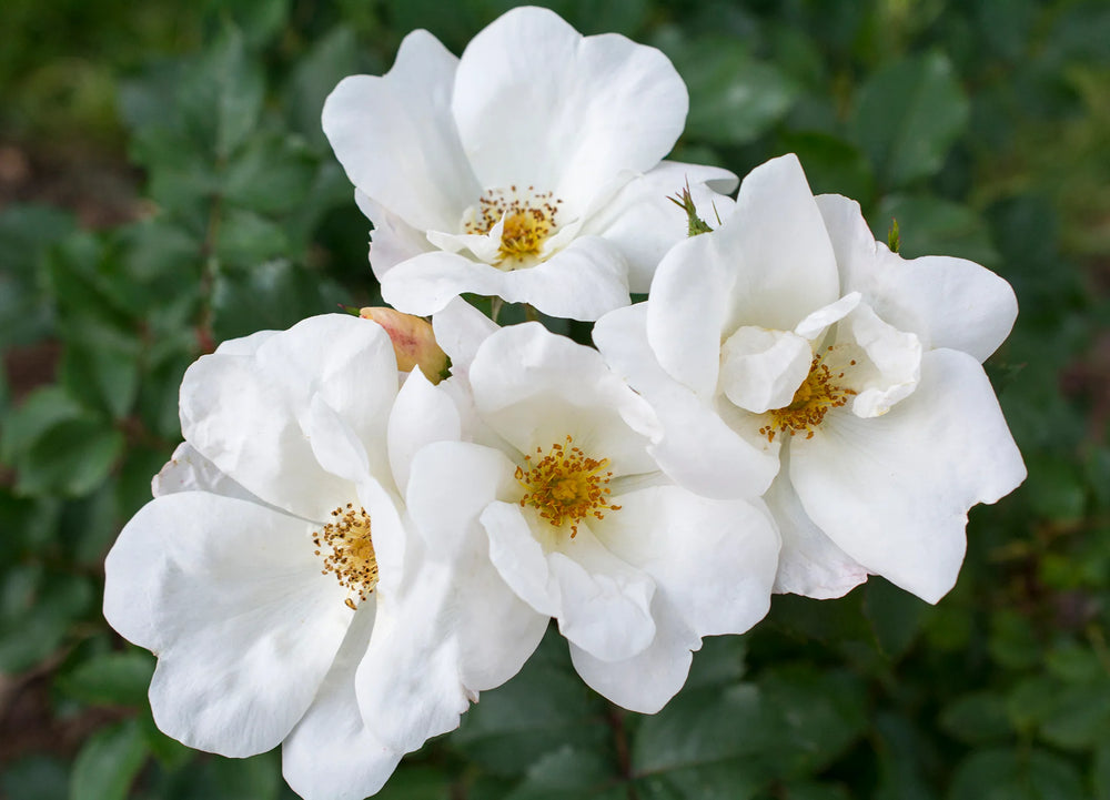White Knock Out - Star Roses and Plants