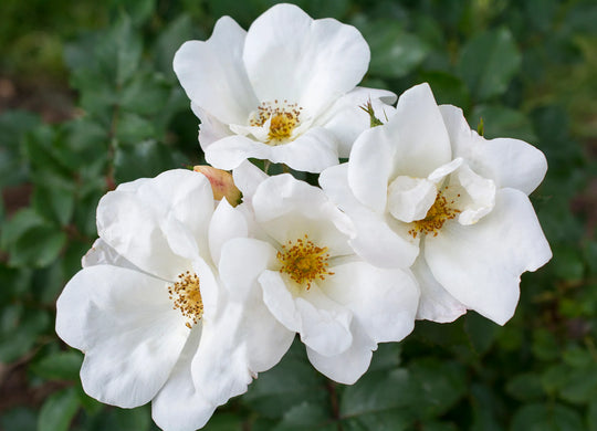 White Knock Out - Star Roses and Plants