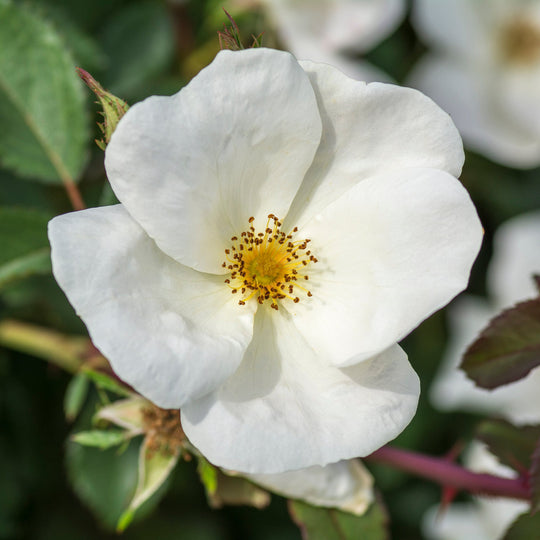 White Knock Out - Star Roses and Plants