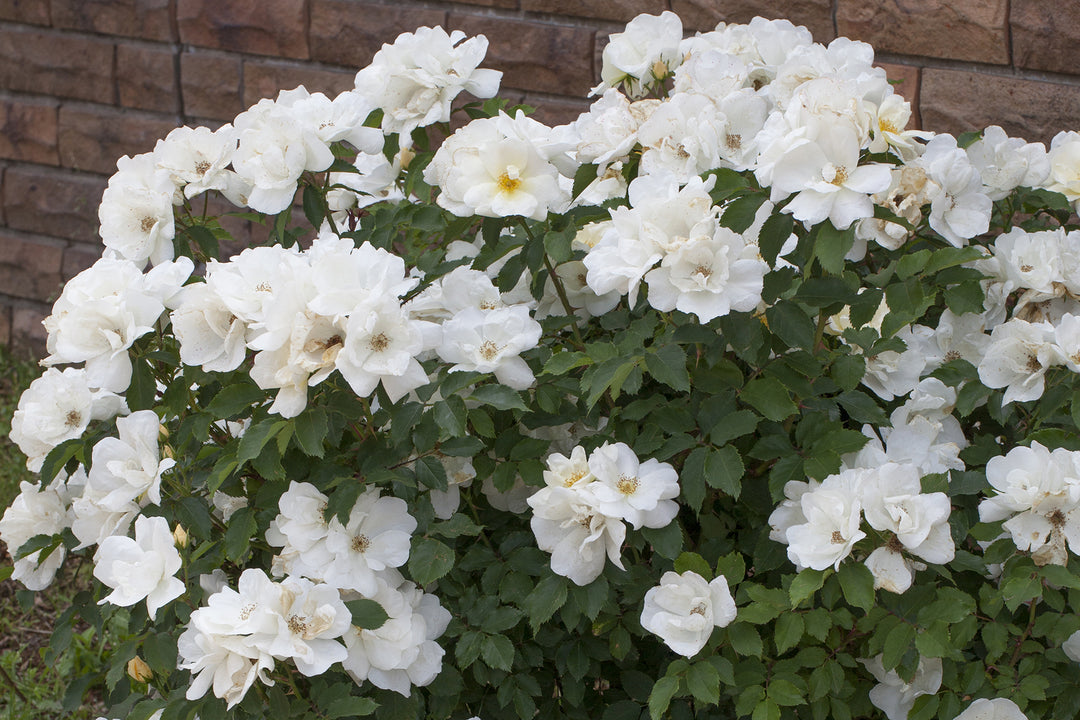 White Knock Out - Star Roses and Plants