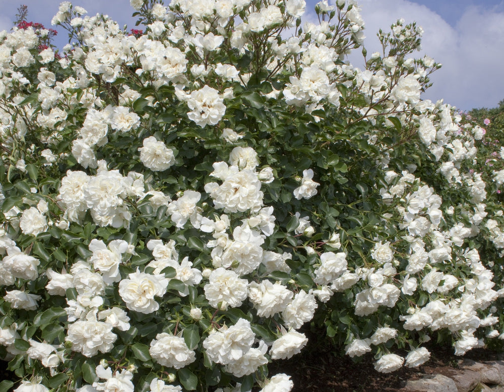 Meidiland White - Star Roses and Plants