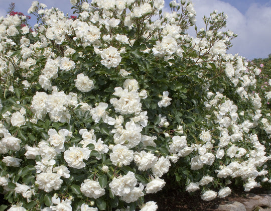 Meidiland White - Star Roses and Plants