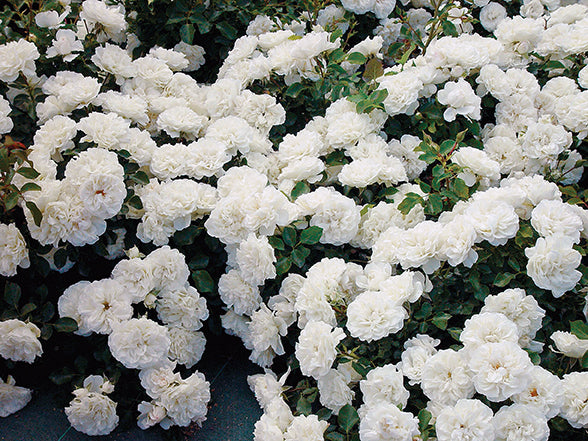 Meidiland White - Star Roses and Plants