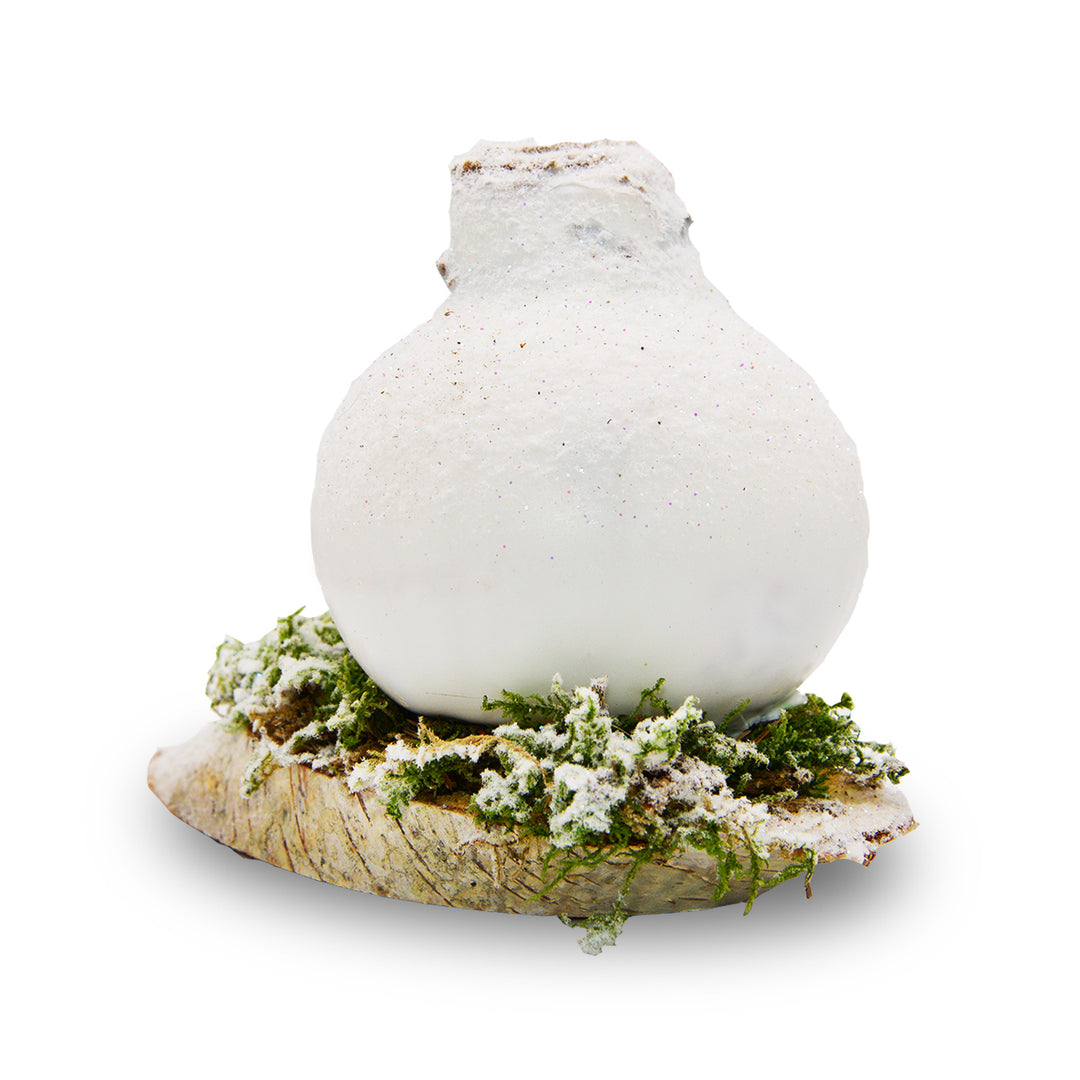 Woodland Frost Waxed Amaryllis - Red Bloom