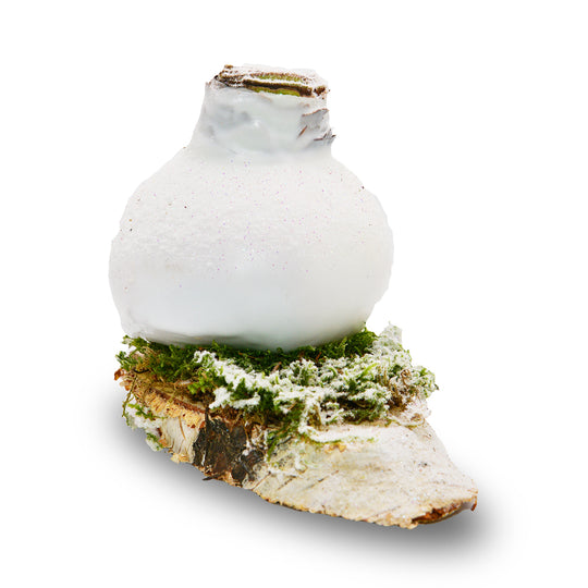 Woodland Frost Waxed Amaryllis - Red Bloom