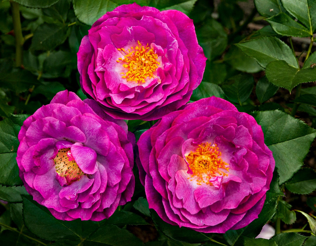 Wild Blue Yonder - Star Roses and Plants