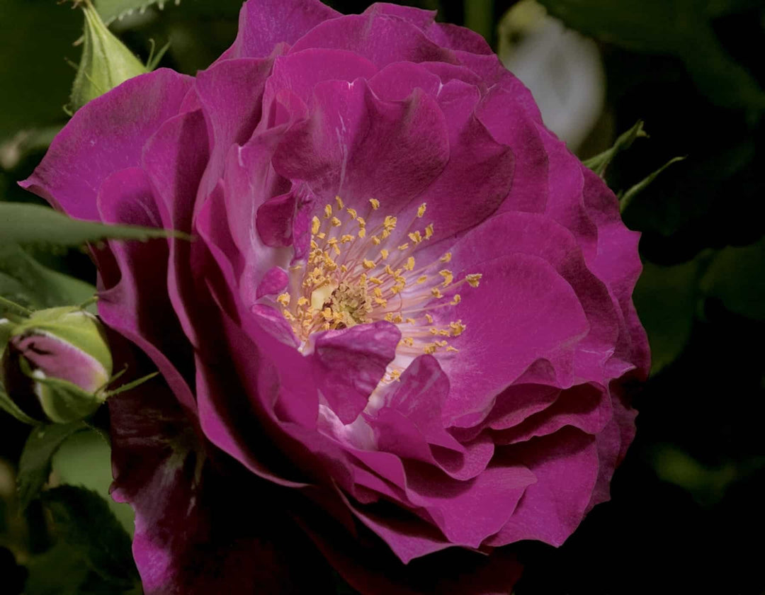 Wild Blue Yonder - Star Roses and Plants