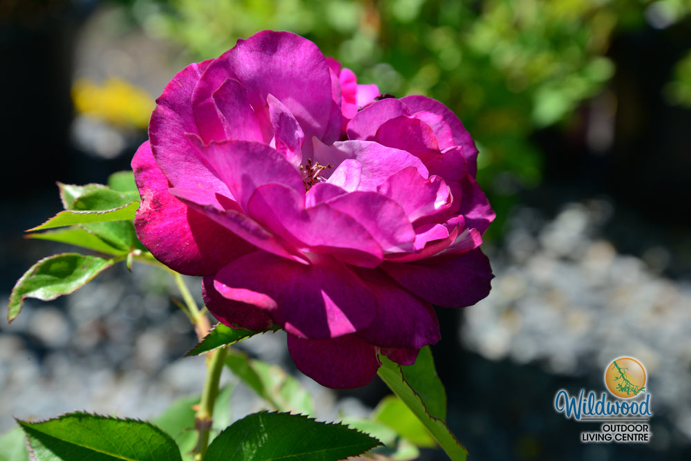 Wild Blue Yonder - Star Roses and Plants