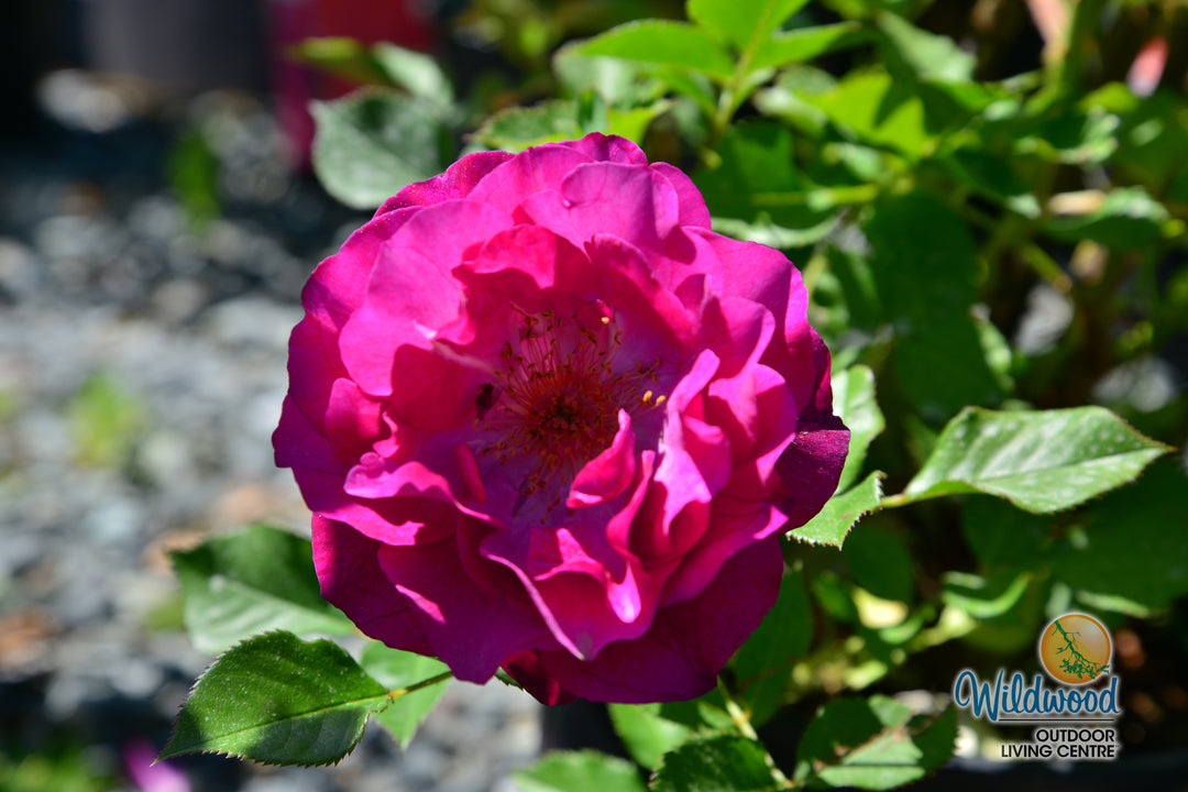 Wild Blue Yonder - Star Roses and Plants