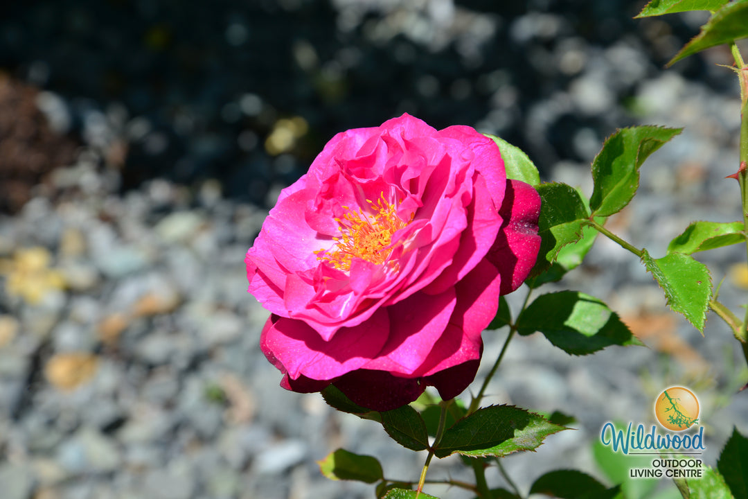 Wild Blue Yonder - Star Roses and Plants