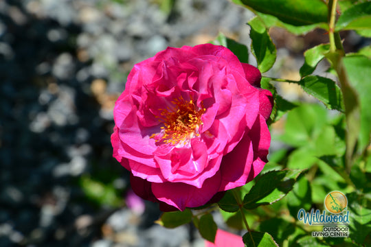 Wild Blue Yonder - Star Roses and Plants