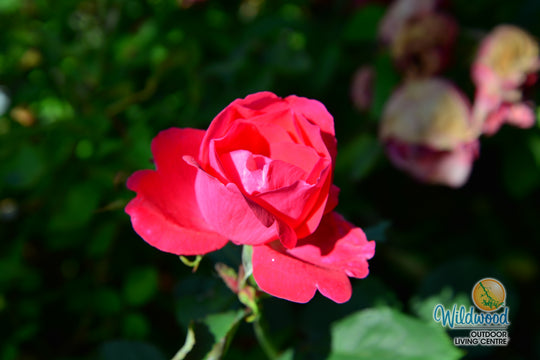 Winnipeg Parks - Cold Hardy Rose
