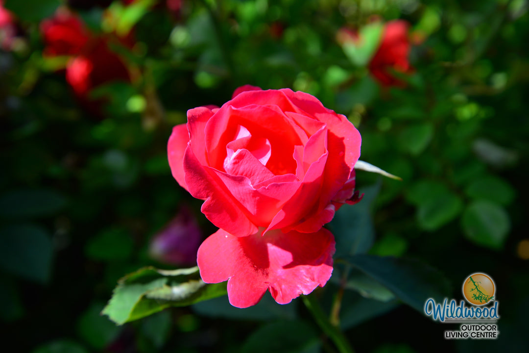 Winnipeg Parks - Cold Hardy Rose