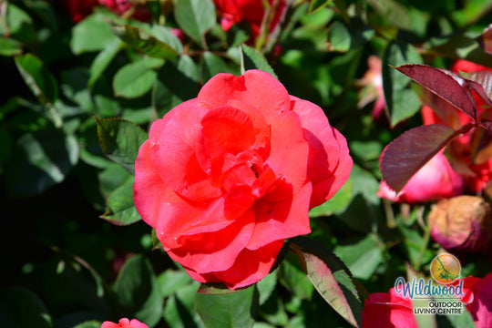 Winnipeg Parks - Cold Hardy Rose