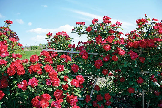 Winners Circle - Star Roses and Plants