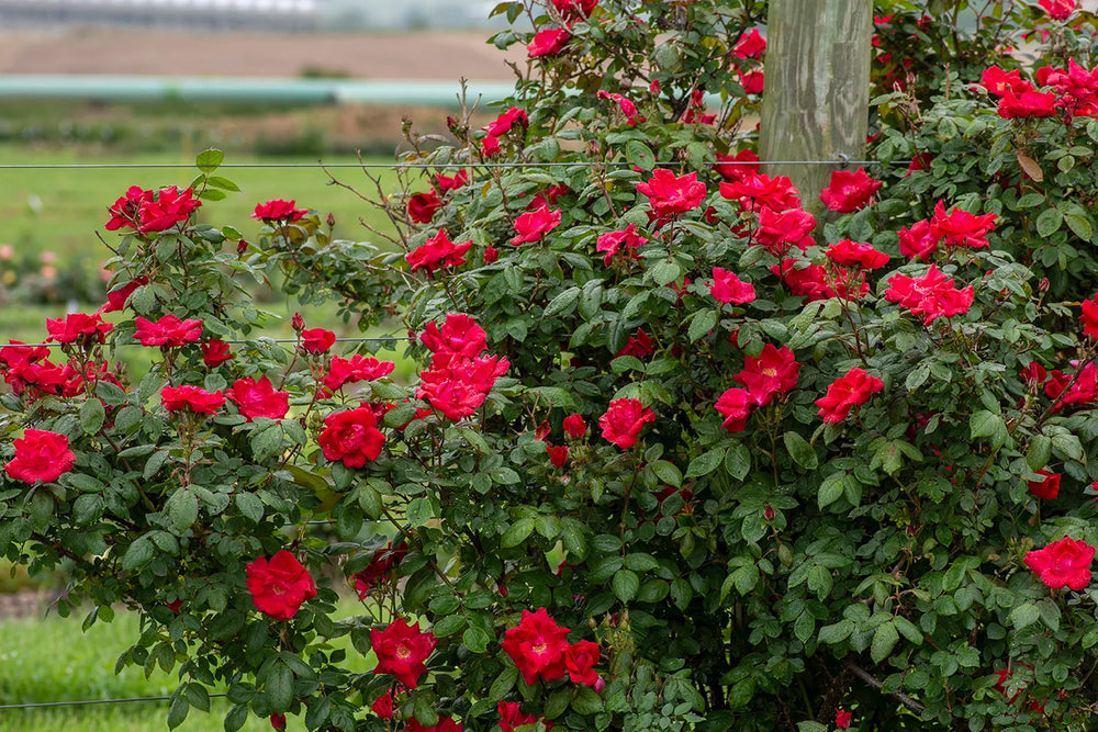 Winners Circle - Star Roses and Plants