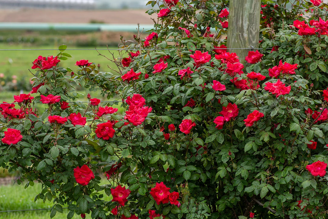 Winners Circle - Star Roses and Plants