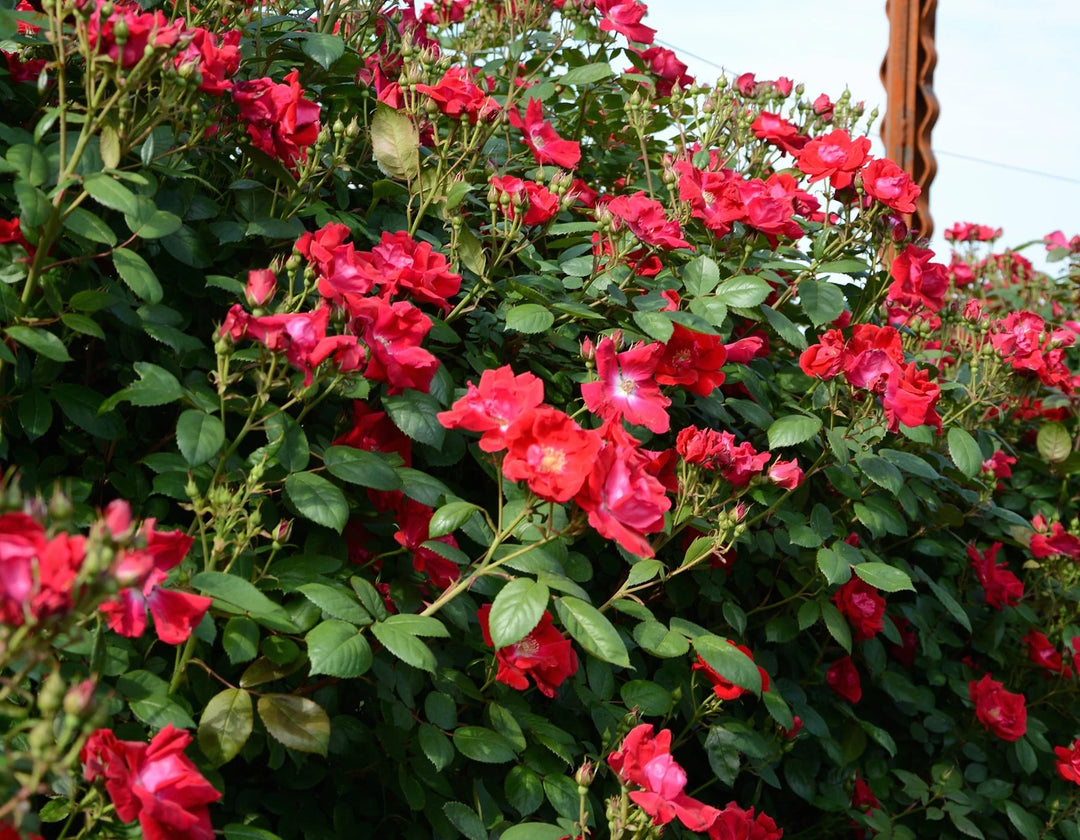 Winners Circle - Star Roses and Plants