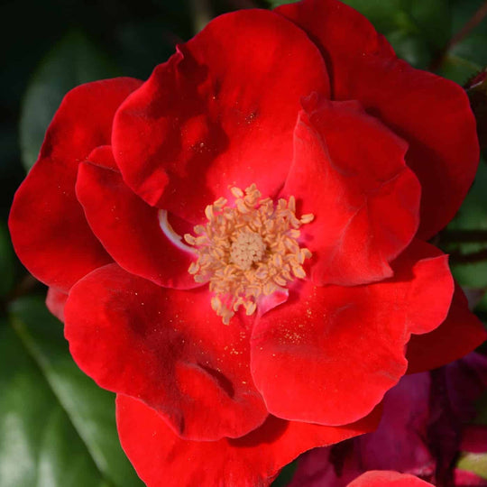 Winners Circle - Star Roses and Plants