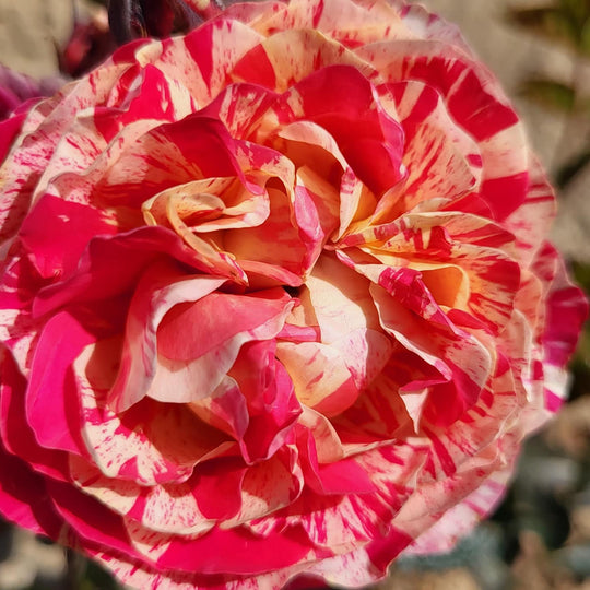 Winning Streak - Star Roses and Plants