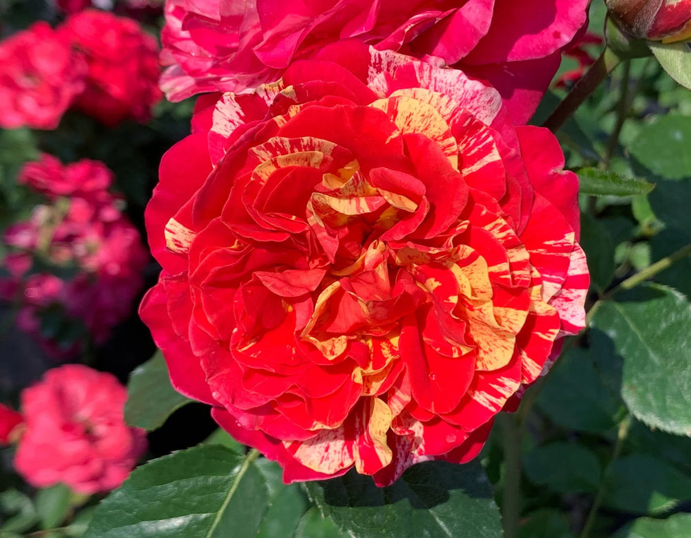 Winning Streak - Star Roses and Plants