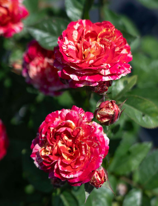 Winning Streak - Star Roses and Plants