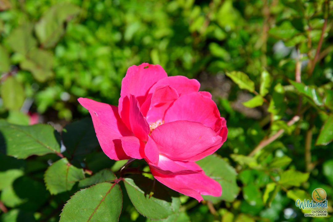 Winnipeg Parks - Cold Hardy Rose