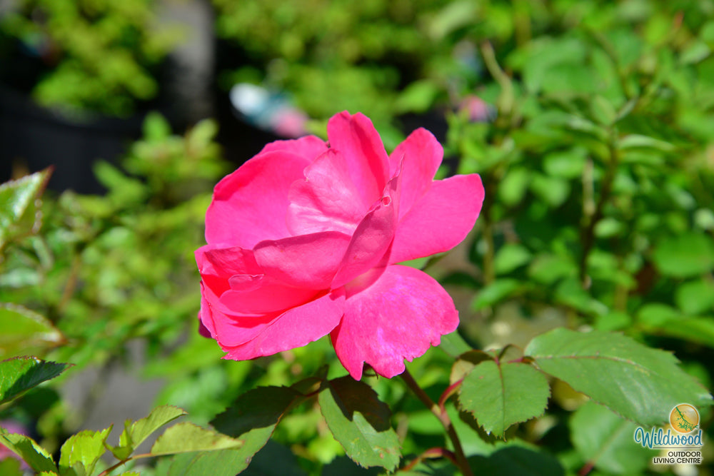 Winnipeg Parks - Cold Hardy Rose
