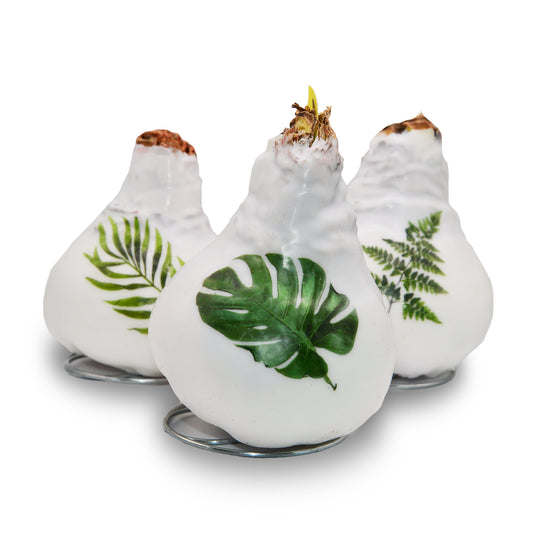 Waxed Amaryllis Winter Tropics - Red Bloom