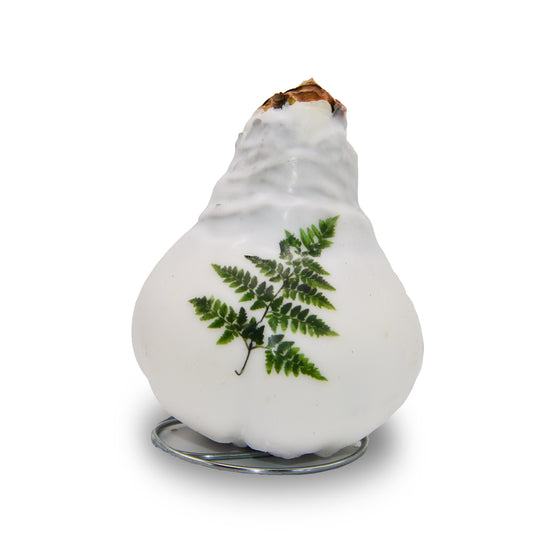 Waxed Amaryllis Winter Tropics - Red Bloom