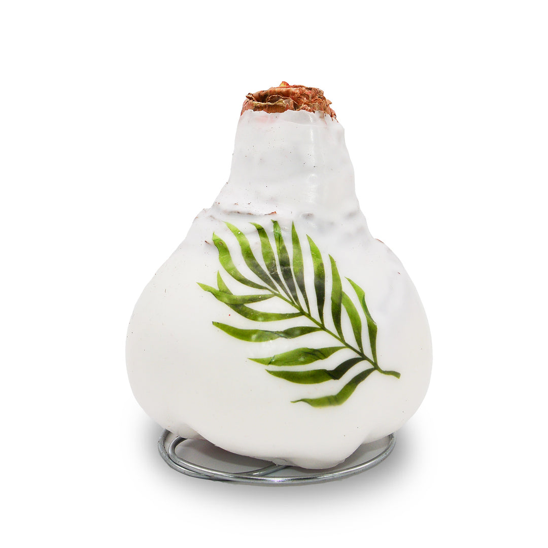 Waxed Amaryllis Winter Tropics - Red Bloom