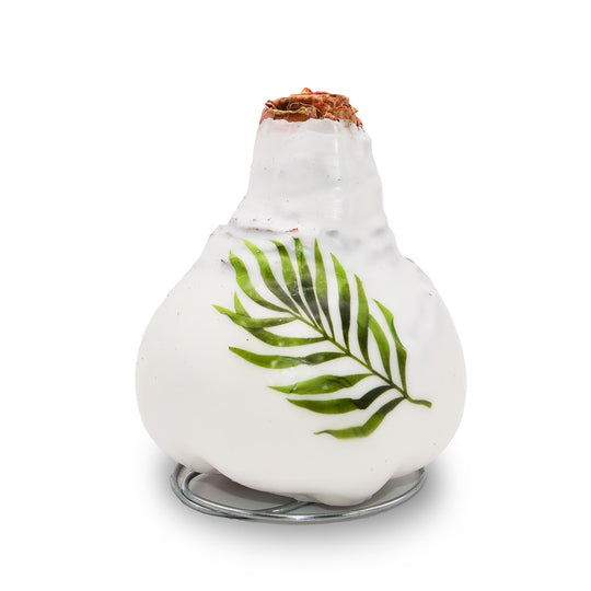 Waxed Amaryllis Winter Tropics - Red Bloom