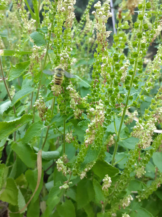 Wood Germander - Eagleridge Seeds