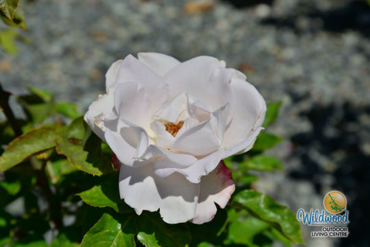World War II Memorial Rose - Star Roses and Plants