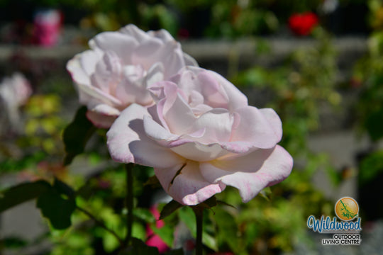 World War II Memorial Rose - Star Roses and Plants