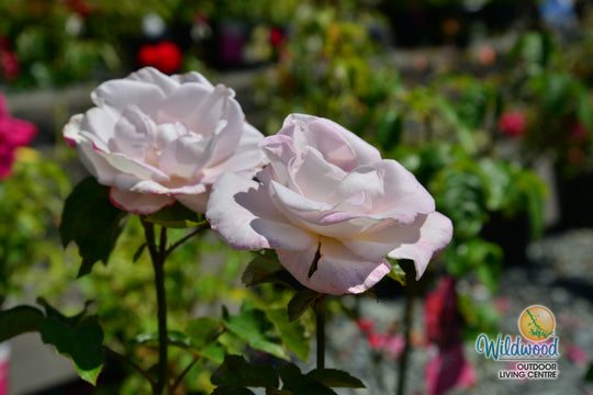 World War II Memorial Rose - Star Roses and Plants